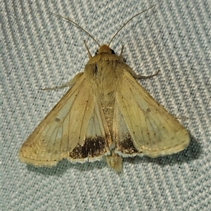 Helicoverpa punctigera at Braidwood, NSW - 7 Oct 2024 09:01 PM