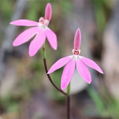 Caladenia carnea (Pink Fingers) at Beechworth, VIC - 6 Oct 2024 by KylieWaldon