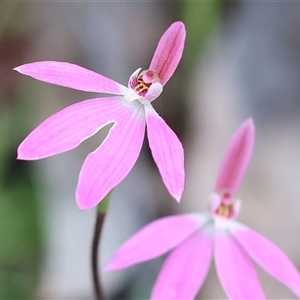 Caladenia carnea at Beechworth, VIC - suppressed