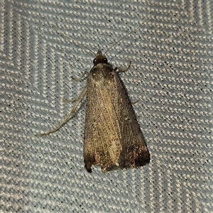 Leucania (genus) at Braidwood, NSW - 7 Oct 2024 09:06 PM