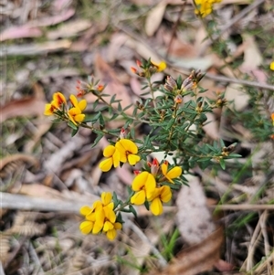 Aotus ericoides at Budawang, NSW - 7 Oct 2024 04:44 PM