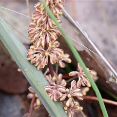 Lomandra multiflora (Many-flowered Matrush) at Beechworth, VIC - 5 Oct 2024 by KylieWaldon