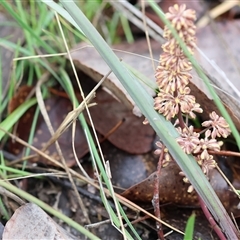 Lomandra multiflora at Beechworth, VIC - 6 Oct 2024