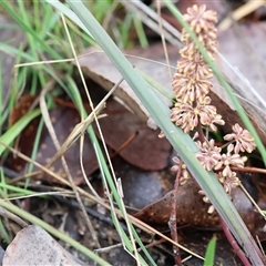 Lomandra multiflora at Beechworth, VIC - 6 Oct 2024 09:36 AM