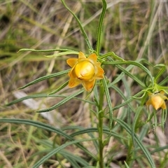 Xerochrysum viscosum (Sticky Everlasting) at Weetangera, ACT - 6 Oct 2024 by sangio7