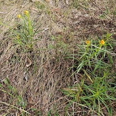 Xerochrysum viscosum at Weetangera, ACT - 6 Oct 2024