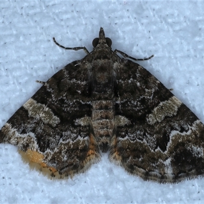 Chrysolarentia phaedra (Elegant Carpet) at Bulli, NSW - 5 Oct 2024 by jb2602