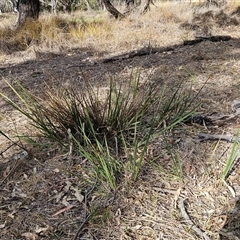 Dianella revoluta var. revoluta (Black-Anther Flax Lily) at Weetangera, ACT - 6 Oct 2024 by sangio7