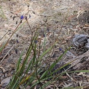 Dianella revoluta var. revoluta at Weetangera, ACT - 6 Oct 2024