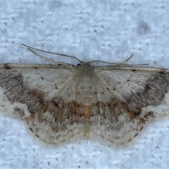 Idaea halmaea (Two-spotted Wave) at Bulli, NSW - 5 Oct 2024 by jb2602