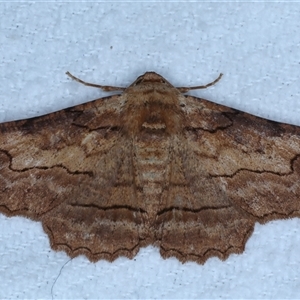 Undescribed species Boarmiini tribe at Bulli, NSW - suppressed