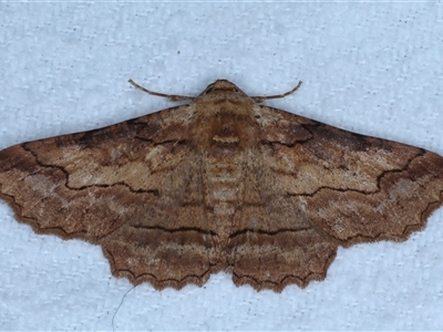 Undescribed species Boarmiini tribe (A Geometer moth (Ennominae)) at Bulli, NSW - 5 Oct 2024 by jb2602