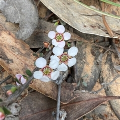 Gaudium multicaule (Teatree) at Aranda, ACT - 7 Oct 2024 by Jennybach