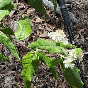 Olearia lirata at Yarralumla, ACT - 7 Oct 2024