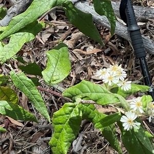 Olearia lirata at Yarralumla, ACT - 7 Oct 2024