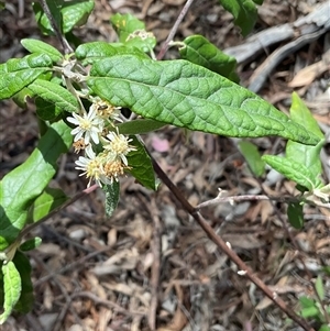 Olearia lirata at Yarralumla, ACT - 7 Oct 2024