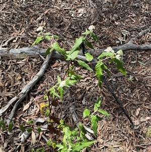 Olearia lirata at Yarralumla, ACT - 7 Oct 2024