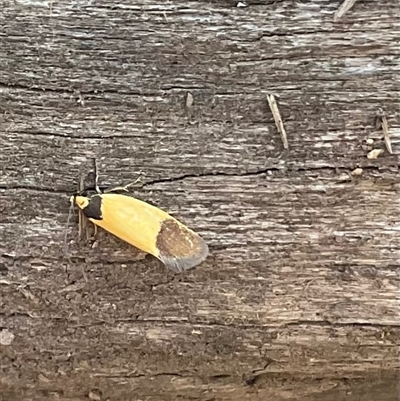 Unidentified Concealer moth (Oecophoridae) at Yarralumla, ACT - 7 Oct 2024 by Jennybach