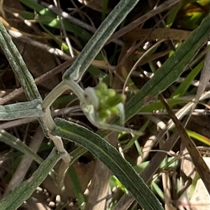 Senecio sp. at Yarralumla, ACT - 7 Oct 2024