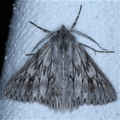 Cyneoterpna wilsoni (Cyneoterpna wilsoni) at Bulli, NSW - 4 Oct 2024 by jb2602