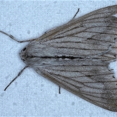 Paraterpna sp. (A Geometer moth) at Bulli, NSW - 5 Oct 2024 by jb2602