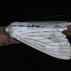 Paraterpna (genus) at Bulli, NSW - 6 Oct 2024 12:32 AM