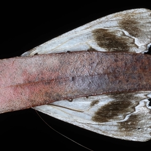 Paraterpna (genus) at Bulli, NSW - 6 Oct 2024 12:32 AM