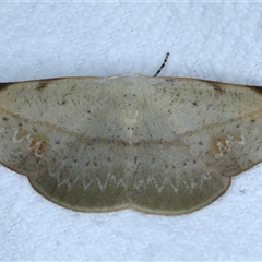 Onycodes rubra (A Geometer moth (Oenochrominae)) at Bulli, NSW - 5 Oct 2024 by jb2602