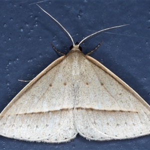 Epidesmia tryxaria at Bulli, NSW - 5 Oct 2024 12:00 AM