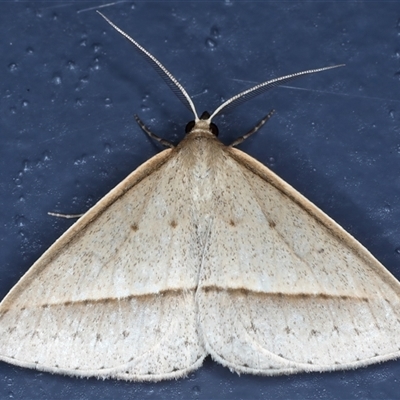 Epidesmia tryxaria (Neat Epidesmia) at Bulli, NSW - 5 Oct 2024 by jb2602