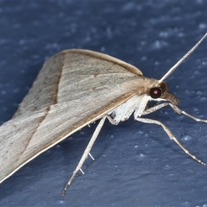 Epidesmia tryxaria at Bulli, NSW - 5 Oct 2024