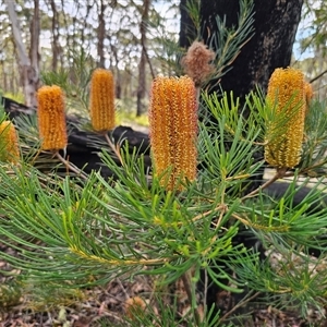 Banksia spinulosa at Budawang, NSW - 7 Oct 2024