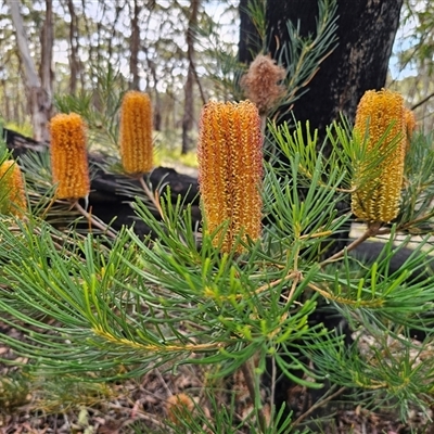 Banksia spinulosa (Hairpin Banksia) at Budawang, NSW - 7 Oct 2024 by Csteele4