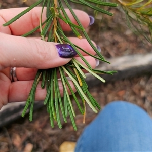 Banksia spinulosa at Budawang, NSW - 7 Oct 2024