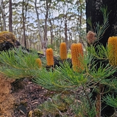 Banksia spinulosa at Budawang, NSW - 7 Oct 2024