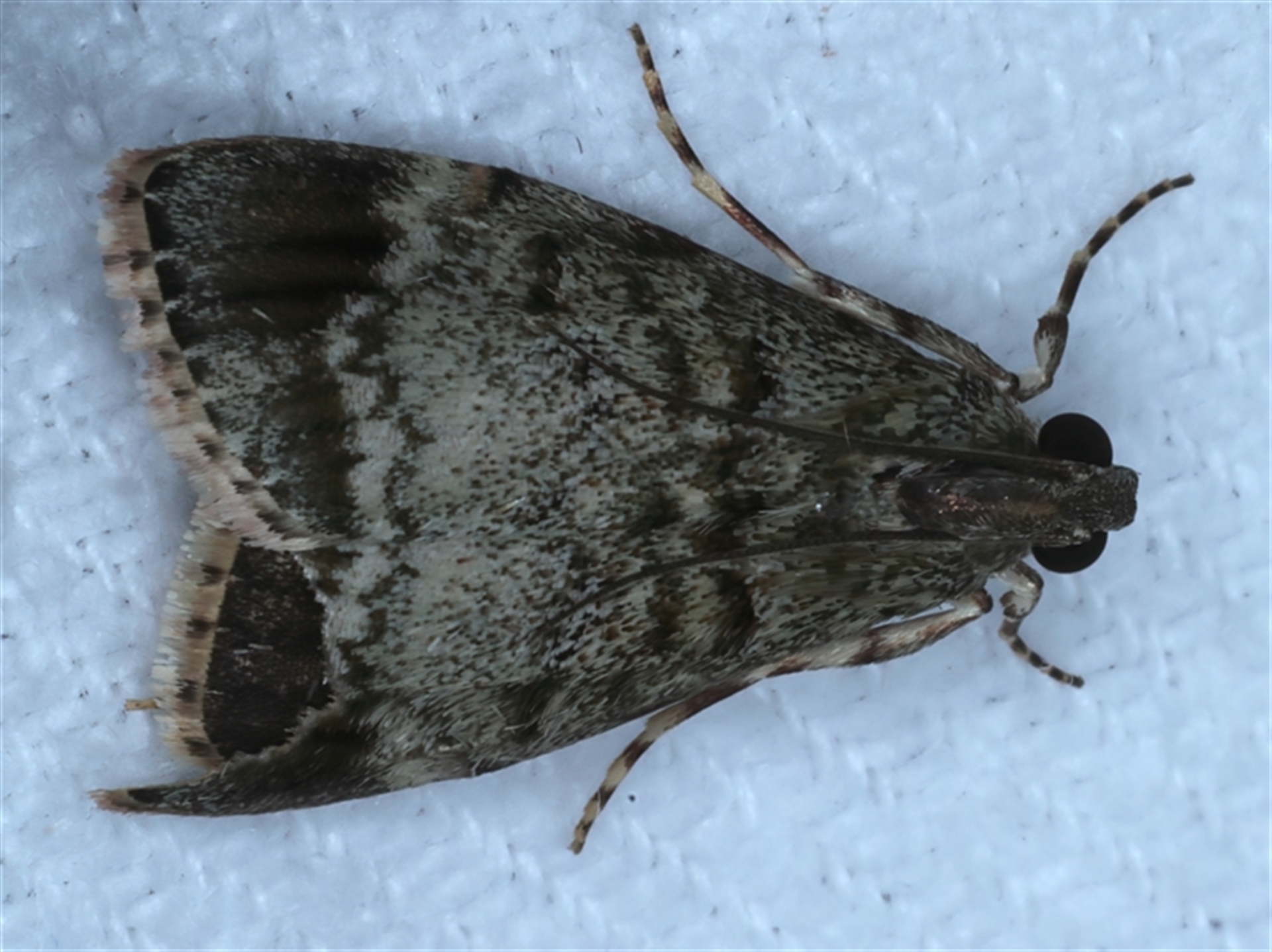 Stericta concisella at Bulli, NSW - 4 Oct 2024 11:56 PM