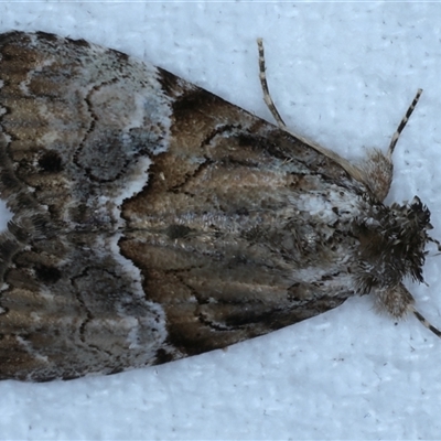 Alophosoma emmelopis (Bicoloured Crest) at Bulli, NSW - 4 Oct 2024 by jb2602