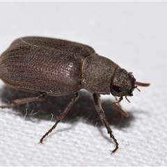 Maechidius sp. (genus) by DianneClarke