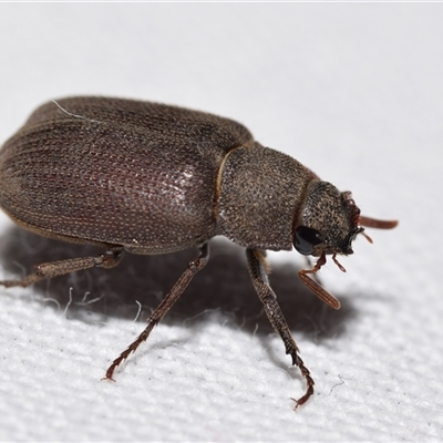 Maechidius sp. (genus) by DianneClarke