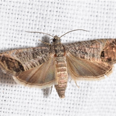 Cydia pomonella (Codling Moth) at Jerrabomberra, NSW - 7 Oct 2024 by DianneClarke