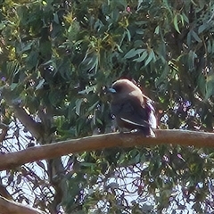 Artamus cyanopterus cyanopterus (Dusky Woodswallow) at Weetangera, ACT - 6 Oct 2024 by sangio7