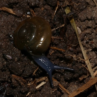 Oxychilus cellarius (Cellar Snail) at Freshwater Creek, VIC - 5 Sep 2024 by WendyEM