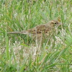 Anthus australis (Australian Pipit) at Freshwater Creek, VIC - 8 Sep 2024 by WendyEM