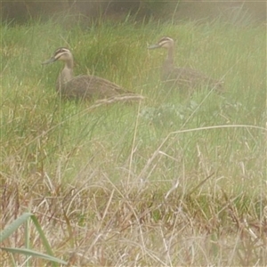 Anas superciliosa at Freshwater Creek, VIC - 12 Sep 2024 10:23 AM