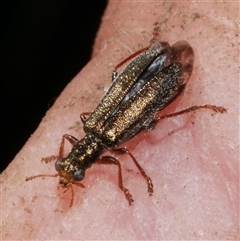 Lemidia subaenea at Freshwater Creek, VIC - 12 Sep 2024 by WendyEM