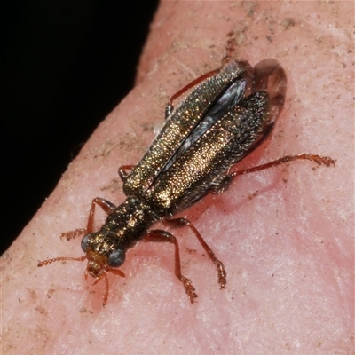 Lemidia subaenea (Clerid beetle) at Freshwater Creek, VIC - 12 Sep 2024 by WendyEM