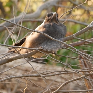 Gymnorhina tibicen at Freshwater Creek, VIC - 27 Sep 2024 06:14 PM