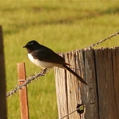 Rhipidura leucophrys (Willie Wagtail) at Freshwater Creek, VIC - 27 Sep 2024 by WendyEM