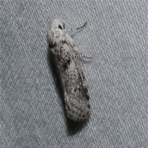 Lichenaula choriodes at Freshwater Creek, VIC - 16 Feb 2021 02:05 AM