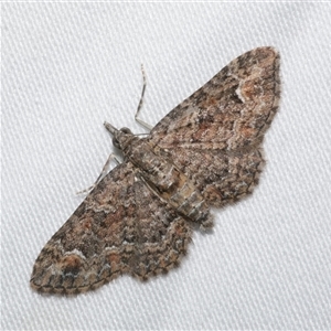 Pasiphilodes testulata at Freshwater Creek, VIC - 15 Feb 2021